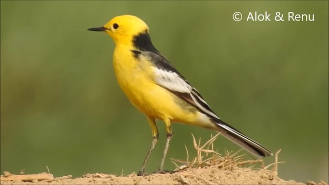  - Citrine Wagtail (Black-backed)