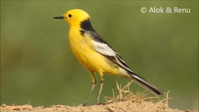 Citrine Wagtail (Black-backed) - ML201991031