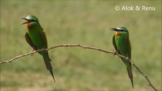 Blue-cheeked Bee-eater - ML201991111
