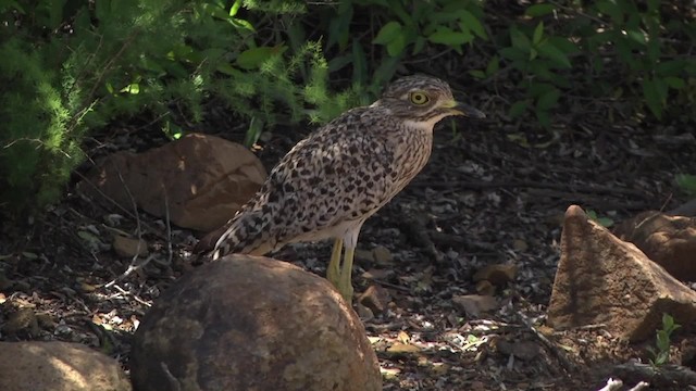Spotted Thick-knee - ML201991241