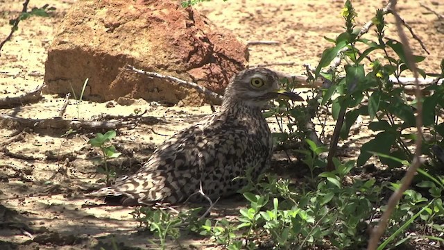 Spotted Thick-knee - ML201991251