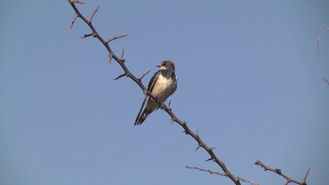 Barn Swallow (White-bellied) - ML201991301