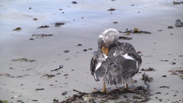  - Falkland Steamer-Duck