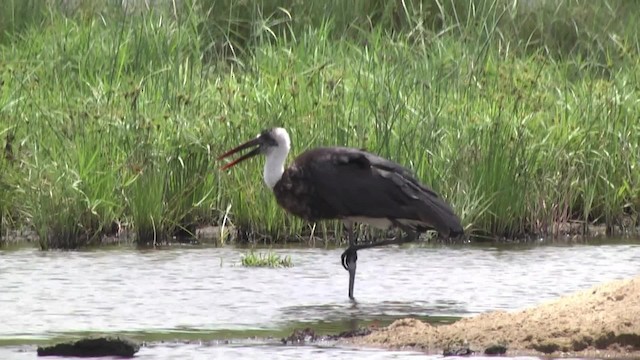 African Woolly-necked Stork - ML201991471
