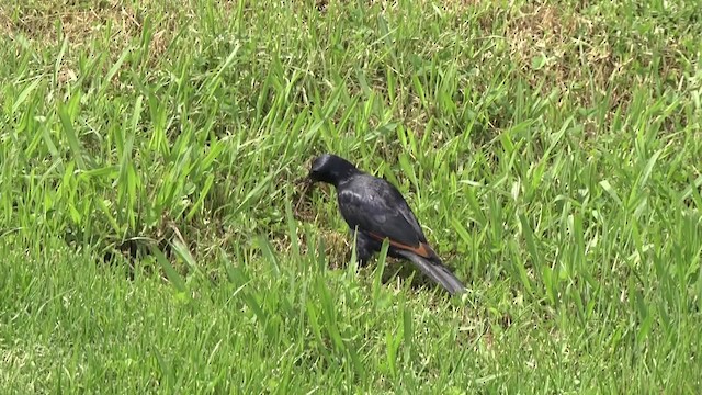 Red-winged Starling - ML201991511