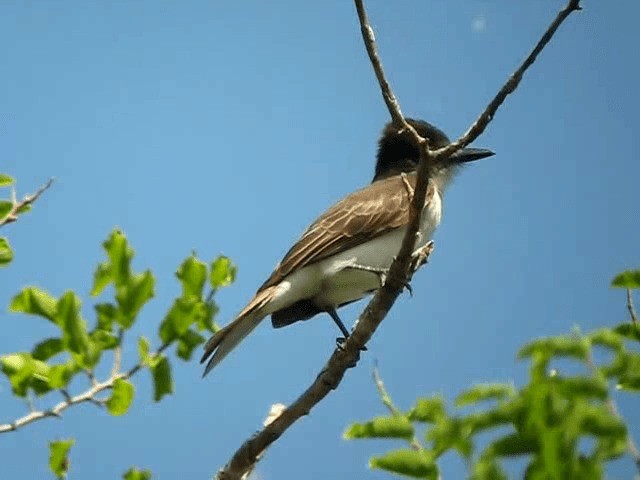 Loggerhead Kingbird (Hispaniolan) - ML201991531