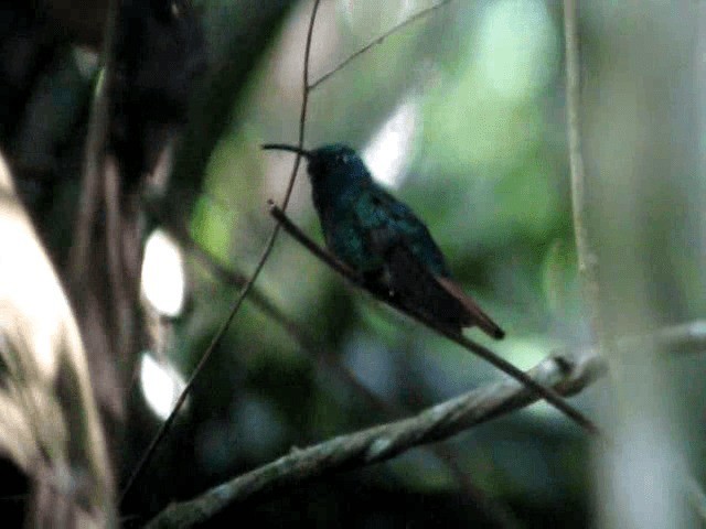 kolibřík azurovoprsý - ML201991701