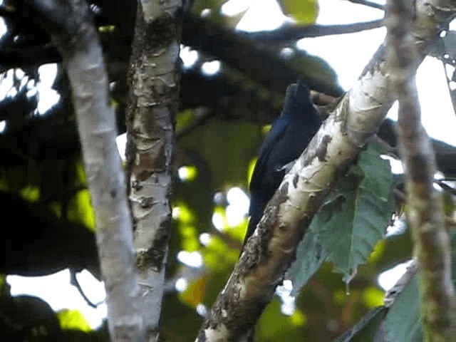Guadeloupe Woodpecker - ML201991721