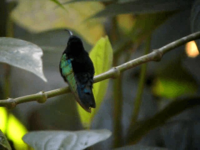kolibřík nachovohrdlý - ML201991781