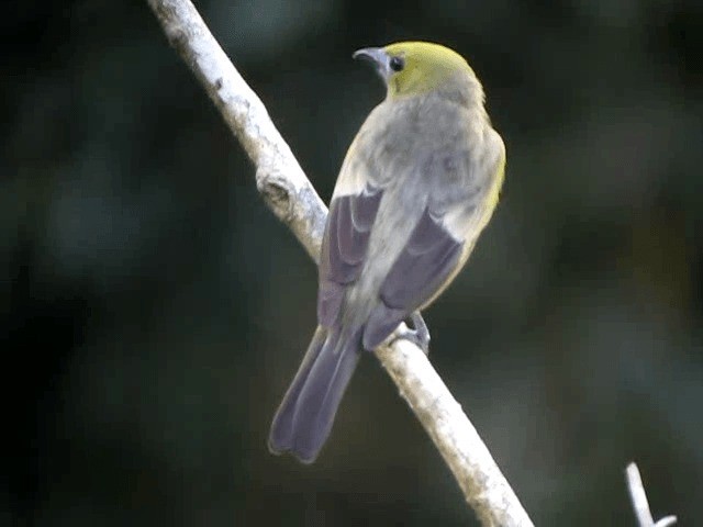 Palm Tanager - ML201991851