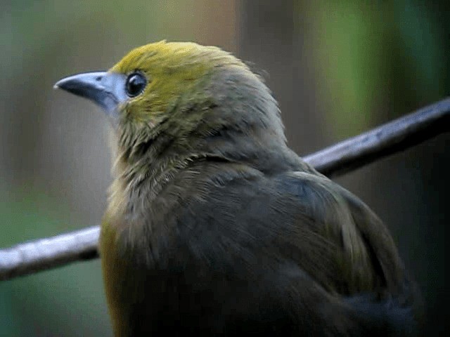 Palm Tanager - ML201991861