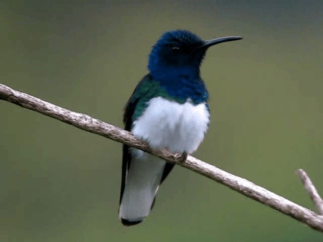 kolibřík bělokrký - ML201991881