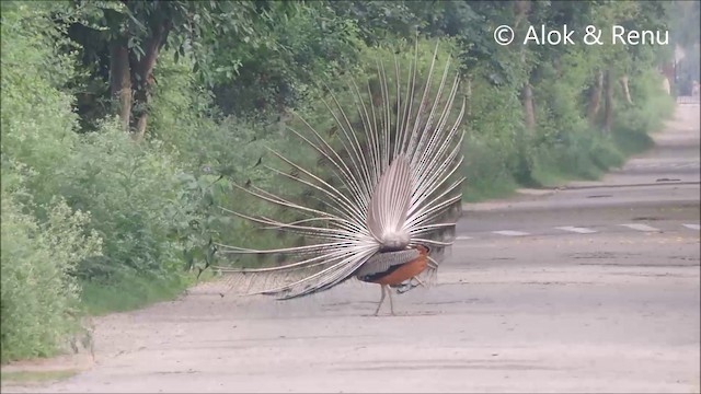 Indian Peafowl - ML201992141