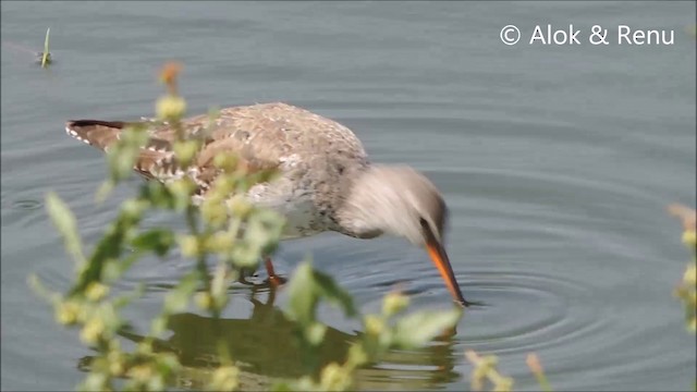 Spotted Redshank - ML201992341