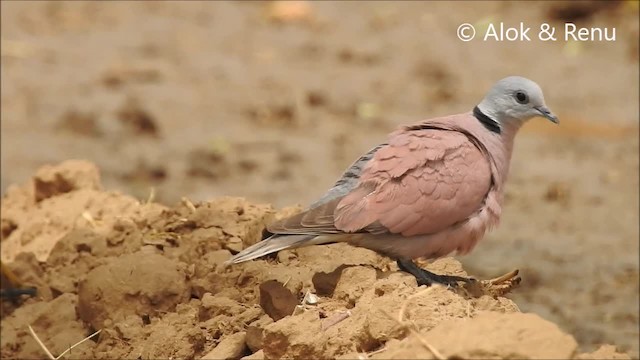 Red Collared-Dove - ML201992501