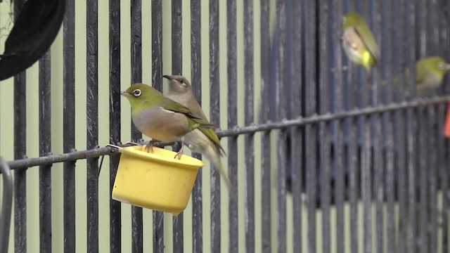  - Silvereye
