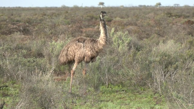 emu hnědý - ML201993091