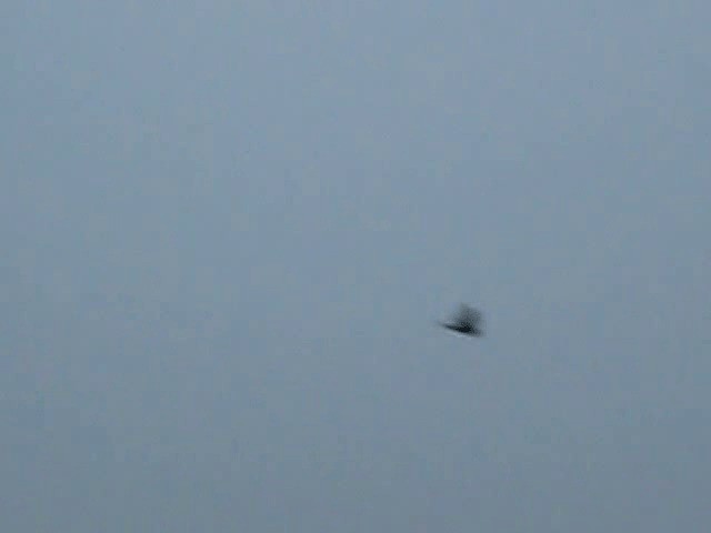Band-tailed Nighthawk (Band-tailed) - ML201993171