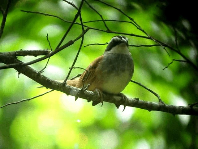 Stripe-headed Sparrow - ML201993291