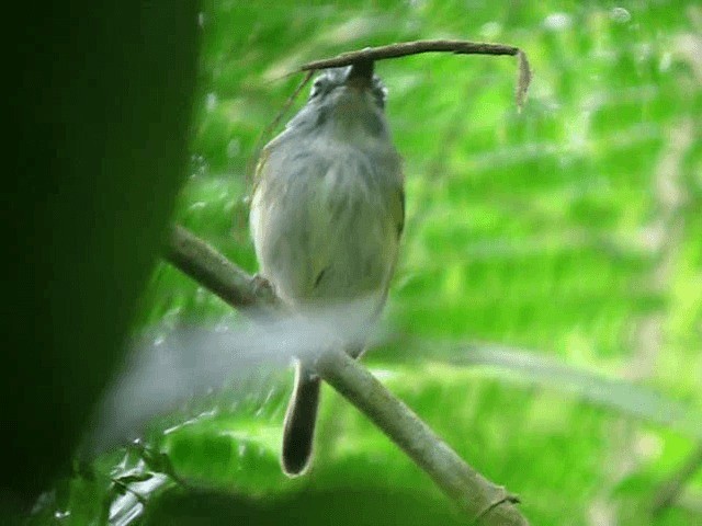  - Slate-headed Tody-Flycatcher