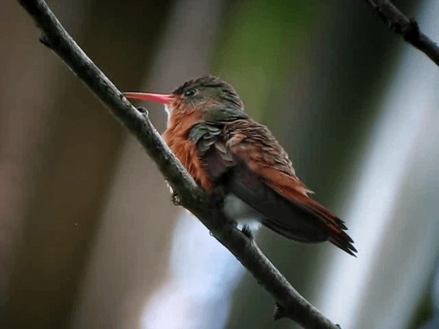 Tarçın Renkli Kolibri - ML201993391