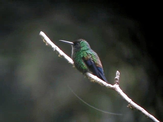 Blue-vented Hummingbird - ML201993401
