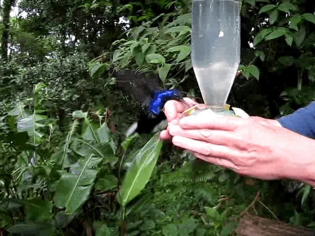 kolibřík fialkový - ML201993431
