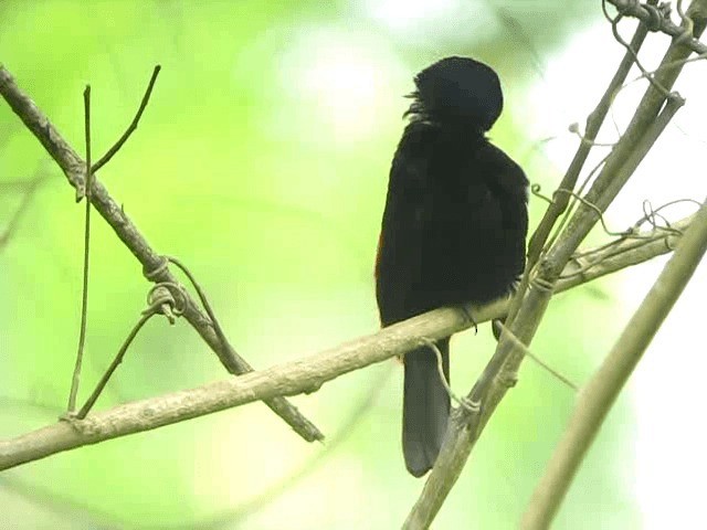 Scarlet-rumped Tanager (Passerini's) - ML201993591