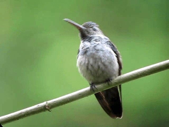 kolibřík modroprsý - ML201993661