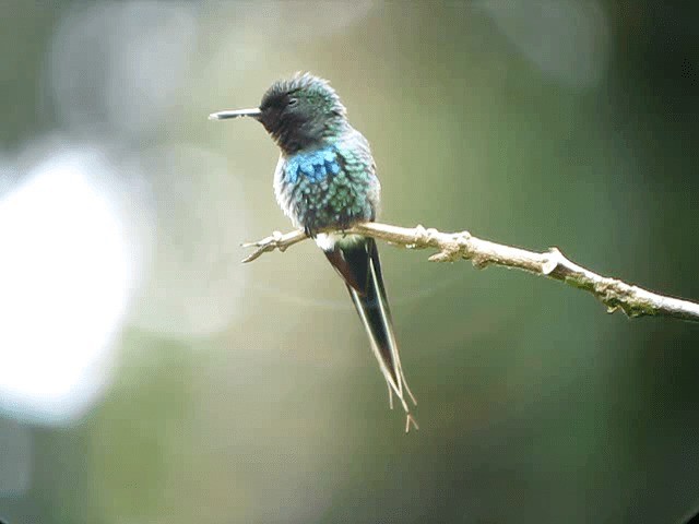 kolibřík trnoocasý - ML201993721