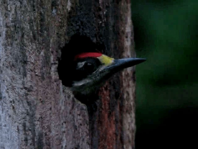 Black-cheeked Woodpecker - ML201993731