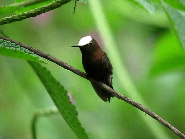 kolibřík běločelý - ML201993751