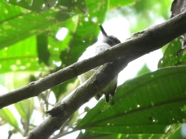  - Black-capped Pygmy-Tyrant