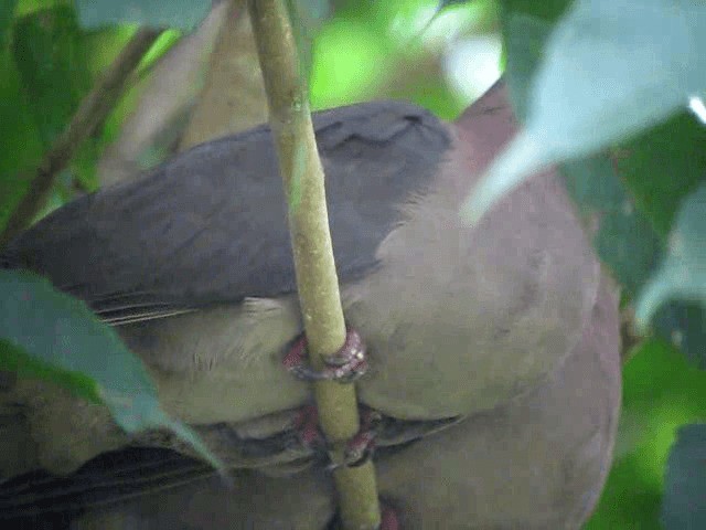 Pigeon à bec noir - ML201993781