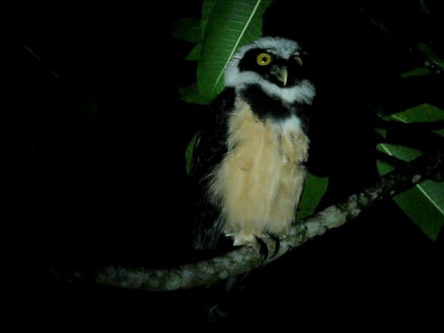 Spectacled Owl - ML201993821