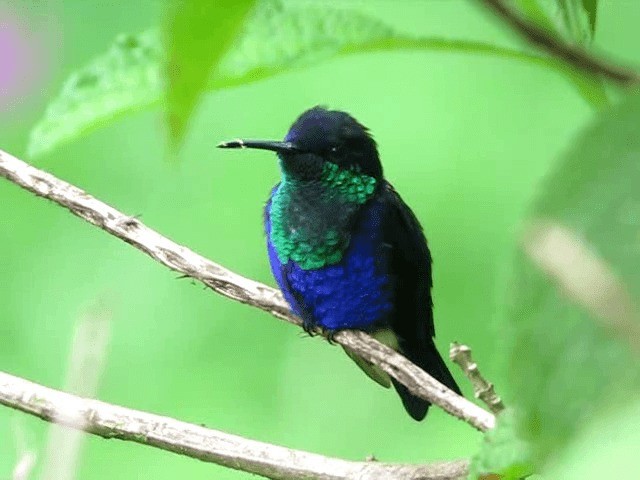 kolibřík vidloocasý - ML201993831