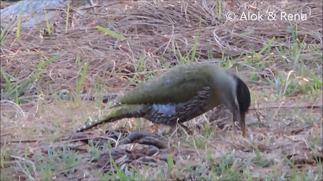 Scaly-bellied Woodpecker - ML201993981