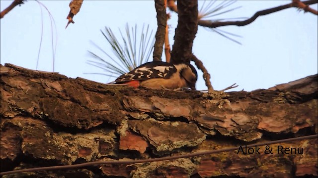 Himalayan Woodpecker - ML201994141