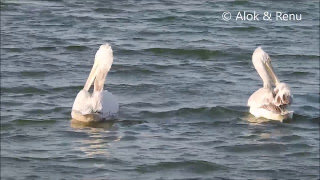 pelikán kadeřavý - ML201994221