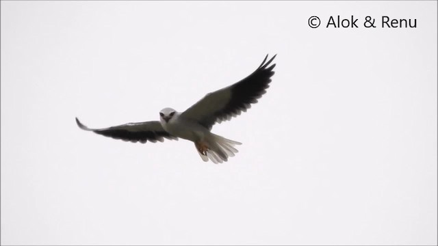 Black-winged Kite (Asian) - ML201994341
