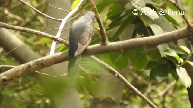 Gray-bellied Cuckoo - ML201994421