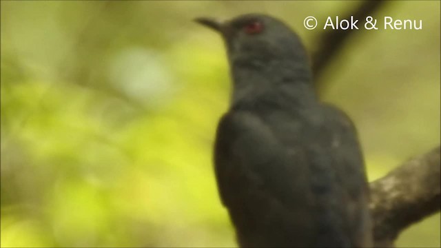 Gray-bellied Cuckoo - ML201994441
