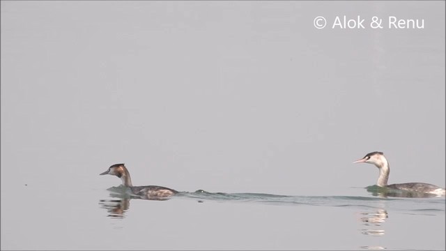 Great Crested Grebe - ML201994491