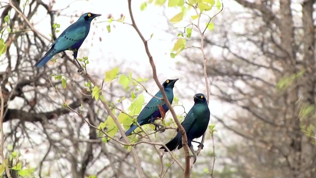 Greater Blue-eared Starling - ML201994761