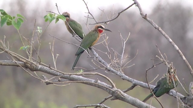 White-fronted Bee-eater - ML201994771