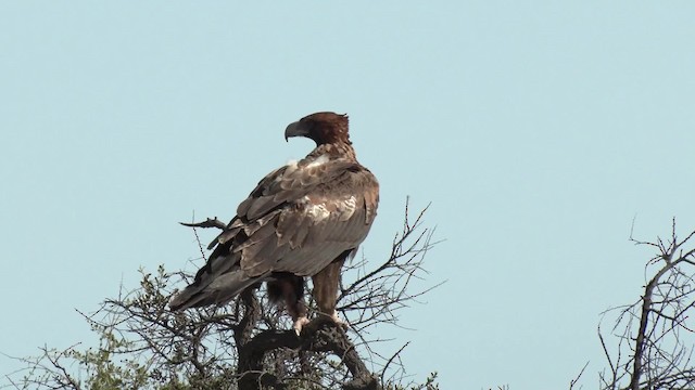 Wedge-tailed Eagle - ML201994981