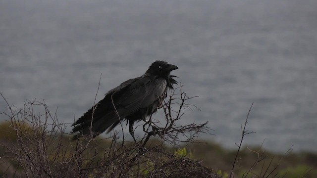  - Australian Raven