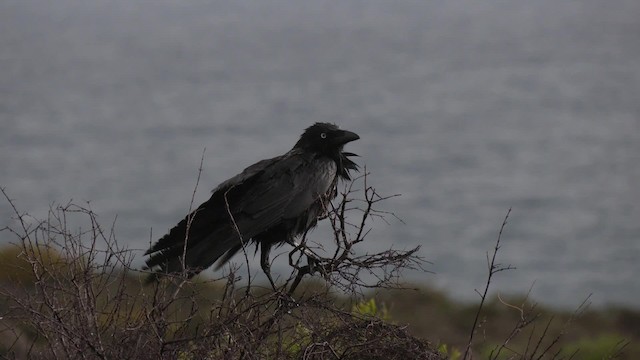 Australian Raven - ML201994991