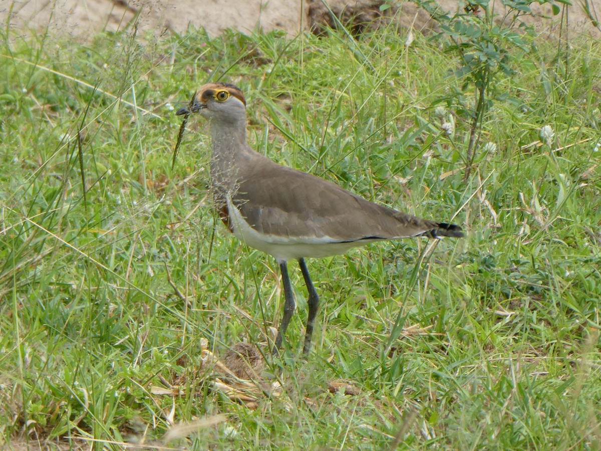 Brown-chested Lapwing - ML201996601