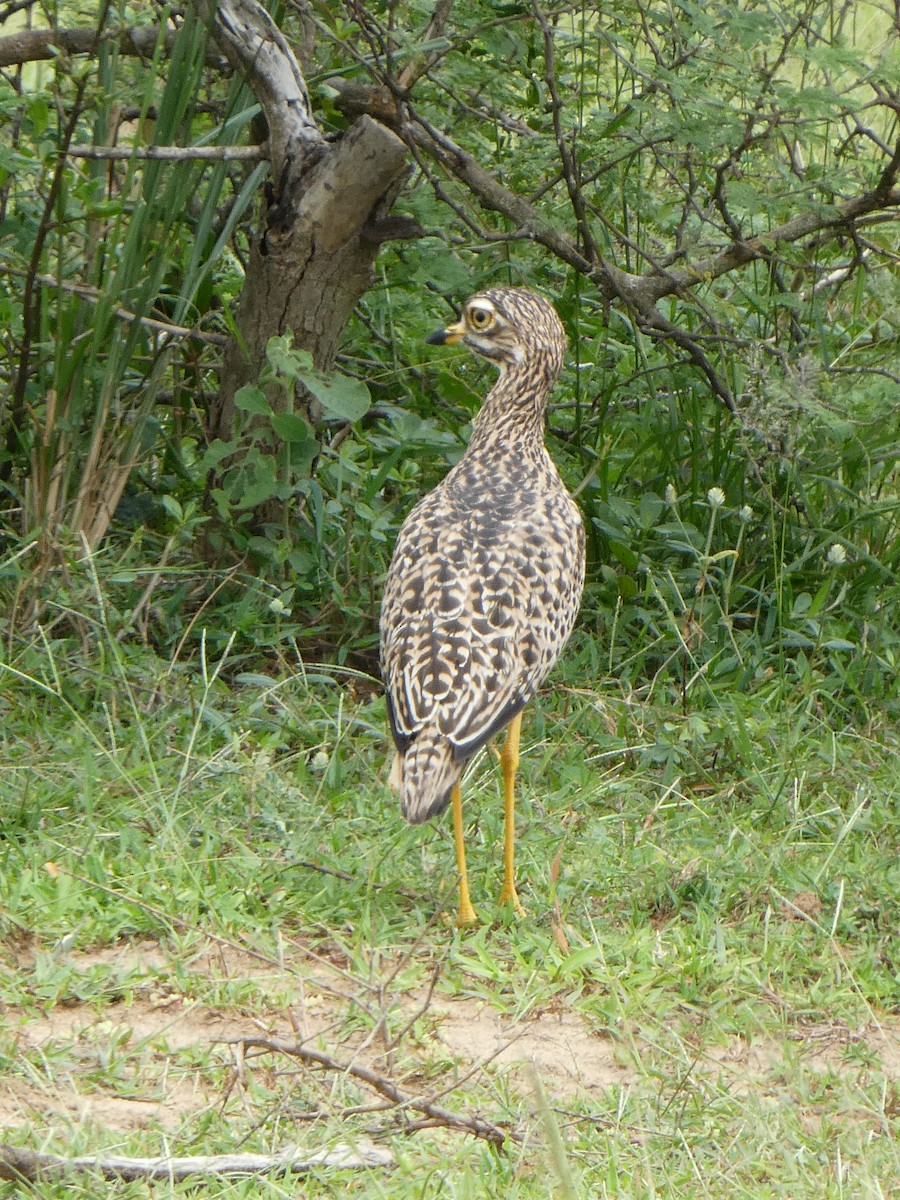 Spotted Thick-knee - Emma Meadows